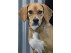 Adopt Carly a Beagle, Black and Tan Coonhound