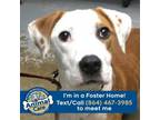 Adopt Tina a Pit Bull Terrier