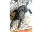 Adopt Delilah a Labrador Retriever, Mixed Breed