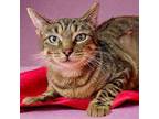 Adopt Miss Mona- Total Sweetheart! a Domestic Short Hair, Tabby