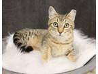 Adopt Cheddar a Domestic Short Hair, Tabby