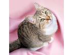 Adopt Willow a Domestic Short Hair, Tabby