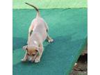 Adopt Mistletoe a Terrier