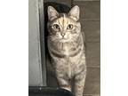 Adopt River a Domestic Short Hair