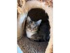 Adopt Turtle a Domestic Short Hair