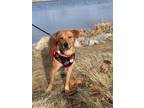 Adopt Zinnia a Labrador Retriever