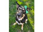 Adopt Sarah a German Shepherd Dog