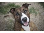 Adopt Lucy a Bull Terrier, Mixed Breed