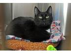 Adopt Persephone a Domestic Short Hair