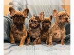 French Bulldog PUPPY FOR SALE ADN-740600 - Standard Frenchies