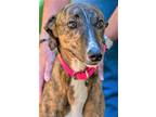 Adopt Annie, active beauty ready for a forever home! a Lurcher, Afghan Hound