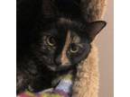 Adopt Abby a Domestic Short Hair