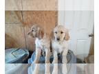 Golden Retriever PUPPY FOR SALE ADN-740551 - AKC Golden Retriever Puppies