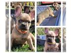 French Bulldog PUPPY FOR SALE ADN-740650 - French Bulldogs puppies