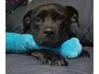 Adopt Calliope a Cane Corso, Mixed Breed