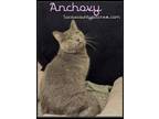Adopt Anchovy a Domestic Short Hair, Russian Blue