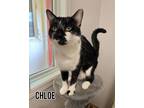 Adopt Chloe a Domestic Short Hair