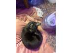 Adopt Nina will be having kittens soon! a Oriental Short Hair, Russian Blue