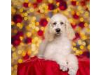 Adopt Sage a Standard Poodle