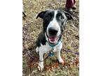 Adopt Ruthie a Border Collie, Pointer