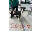 Adopt Cassie a Border Collie, Pointer