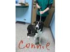 Adopt Connie a Border Collie, Pointer