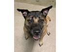 Adopt Fannie a German Shepherd Dog