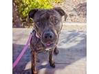 Adopt Pickle a American Staffordshire Terrier