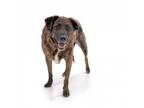 Adopt Katara a Catahoula Leopard Dog, Plott Hound