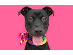 Adopt NOVA-ADOPT Me! a American Staffordshire Terrier, Mastiff