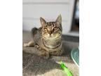 Adopt Edith a Tabby, Domestic Short Hair