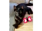 Adopt Purrky INDOOR ONLY a Domestic Short Hair