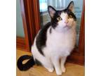 Adopt Arielle a Domestic Short Hair