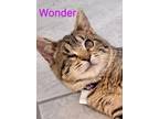 Adopt Wonder a Tabby, Domestic Short Hair