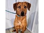 Adopt Smoothie a Hound, Mixed Breed