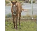 Adopt Dawn a Quarterhorse