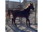 Adopt Dawn a Quarterhorse