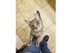 Adopt WILLOW GRAY a Domestic Short Hair, Tabby