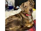 Adopt Candycane a Australian Shepherd