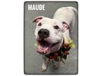 Adopt Maude a Mixed Breed