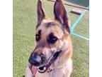 Adopt Rayna a German Shepherd Dog