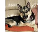 Adopt Lucy a German Shepherd Dog