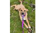 Adopt Brandy a Norwegian Elkhound, Redbone Coonhound