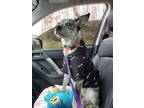 Adopt Peach a Australian Cattle Dog / Blue Heeler