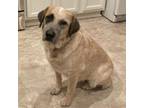 Adopt Gertie/ Missy a Anatolian Shepherd, Cattle Dog