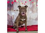 Adopt Bailey a Pit Bull Terrier