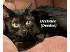 Adopt DeeOGee (Deedee) a Domestic Short Hair