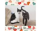 Adopt Stella and Mama a Tuxedo