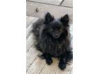 Adopt Karla (in search of special adopter) a Pomeranian