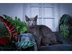 Adopt Twilight a Russian Blue, Domestic Short Hair